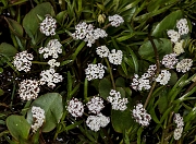 Lomatium piperii 17-2701